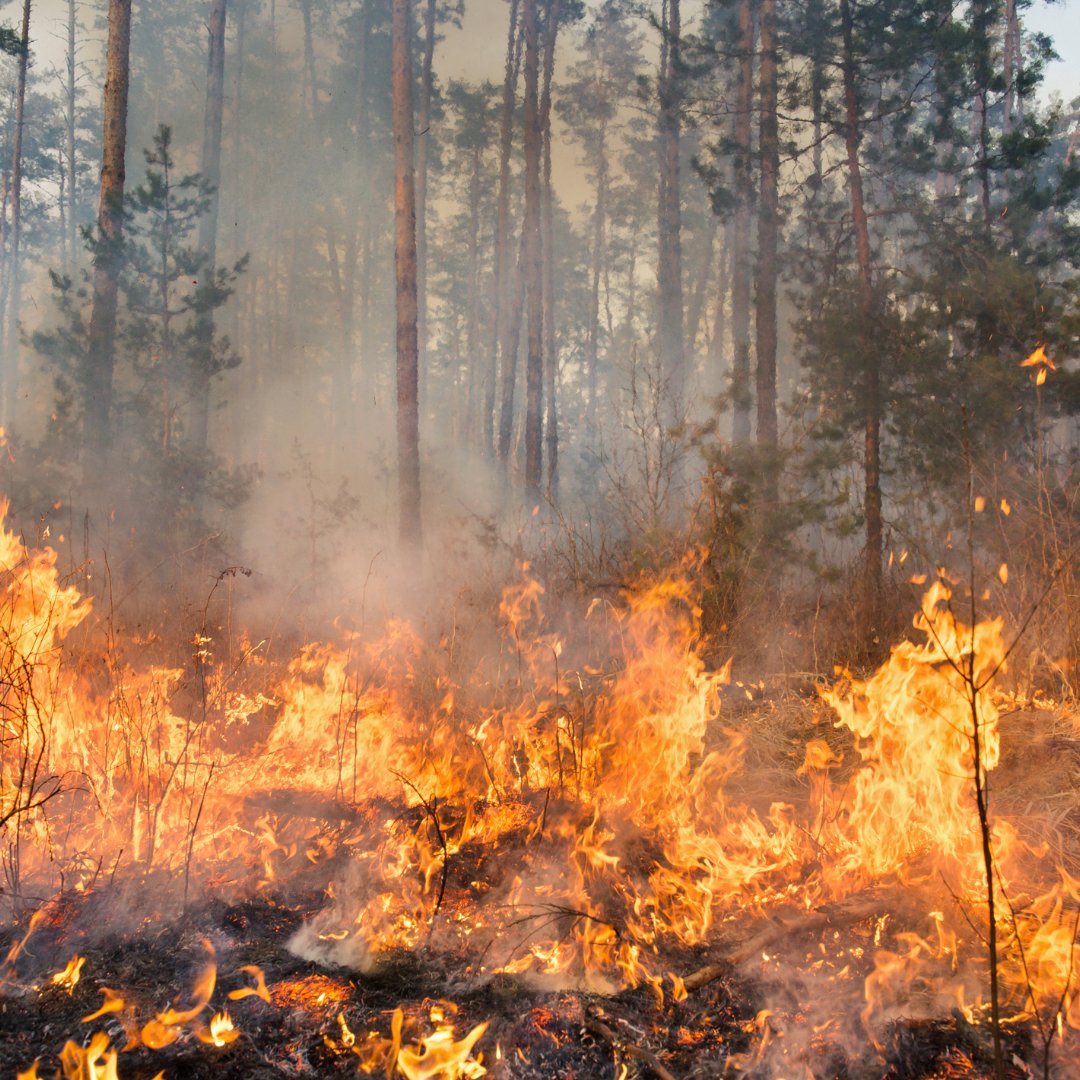 More than 60,000 communities in the United States are at risk for outdoor fires like brush, grass, and forest fires, according to @usfire. Discover how @FirstNetGov is helping firefighters prepare for when wildfires threaten the wildland urban interface. bit.ly/3QtYXZa