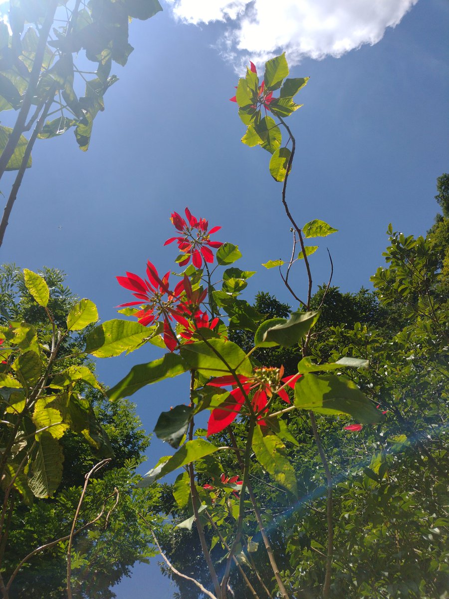 Poinsettia (bico-de-papagaio) ❤️💛💙