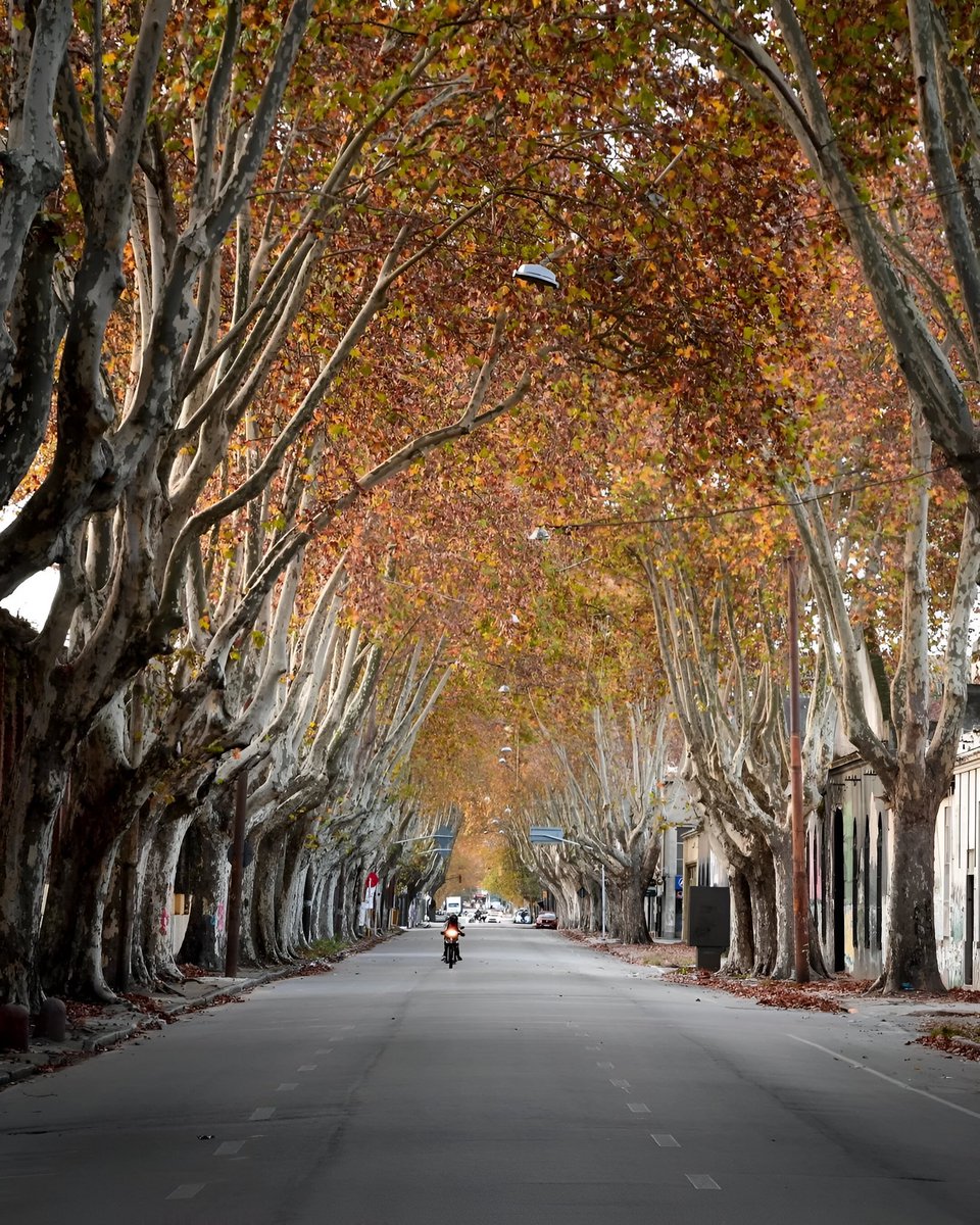 🍂🧡
📍Aguada, Montevideo 🇺🇾