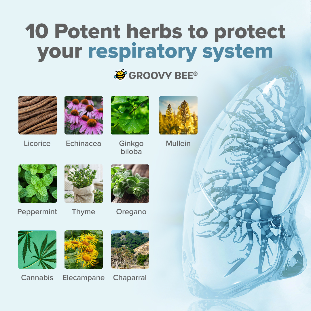 Potent herbs to protect your respiratory system #superfood #healthbenefits #wellness #goodfood #nutrition #remedies