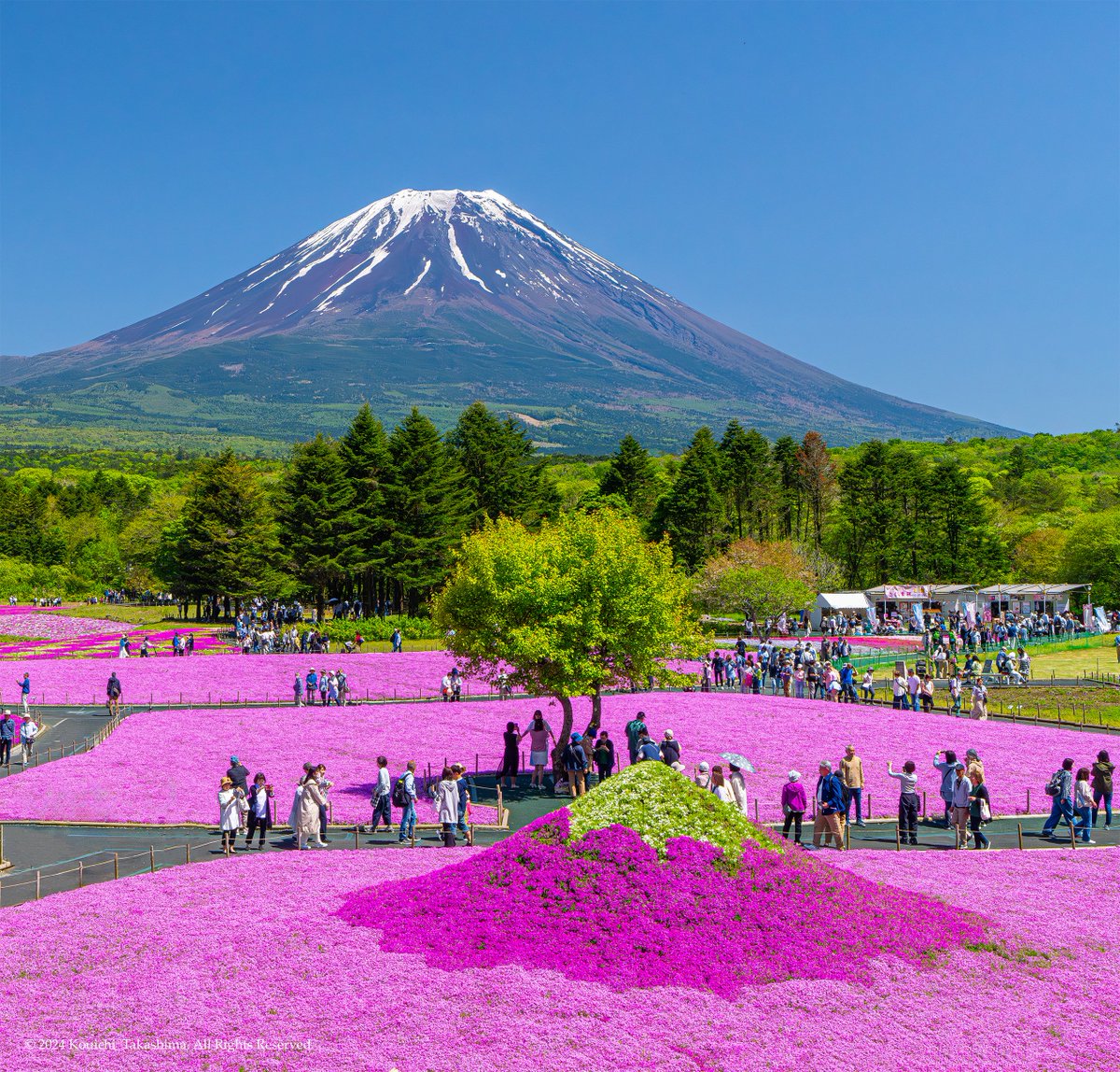 初夏の富士山と芝桜が綺麗でした✨
#NaturePhotography  #Flowers