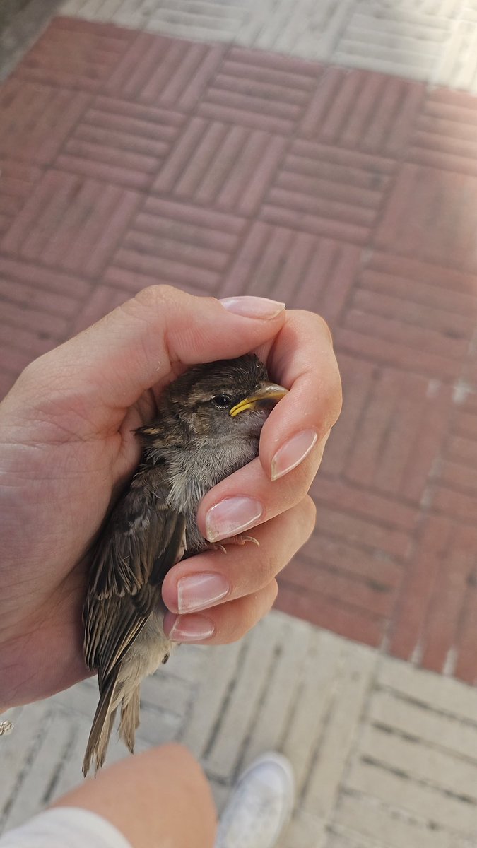 Voy a hacer un hilo sobre como actuar si os encontráis bebés por la calle