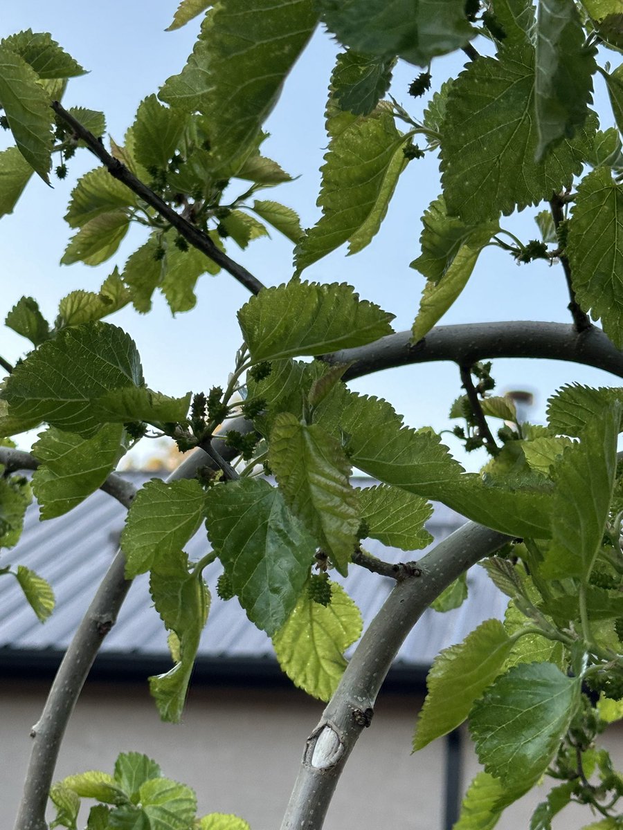 Fortapachefun's tweet image. Weeping teas mull berries