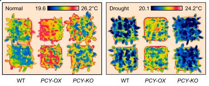 The microRNA408–plantacyanin module balances plant growth and drought resistance by regulating reactive oxygen species homeostasis in guard cells (Yanzhi Yang, Lei Xu, Chen Hao, Miaomiao Wan, Yihan Tao, Yan Zhuang, Yanning Su, Lei Li) buff.ly/3QAXUa3 @ASPB #PlantSci