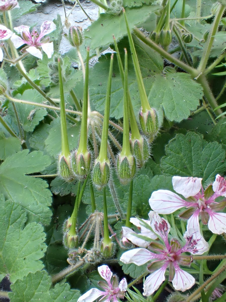 Been in the SW for a few days. On the way back we called in briefly to see Rupert Higgins and we saw both Bristly Millipede and the equally splendid Erodium trifolium, well named Pelargonium Stork's-bill, on a brief walk in Bishopston. The first was new for us all. @janettem34