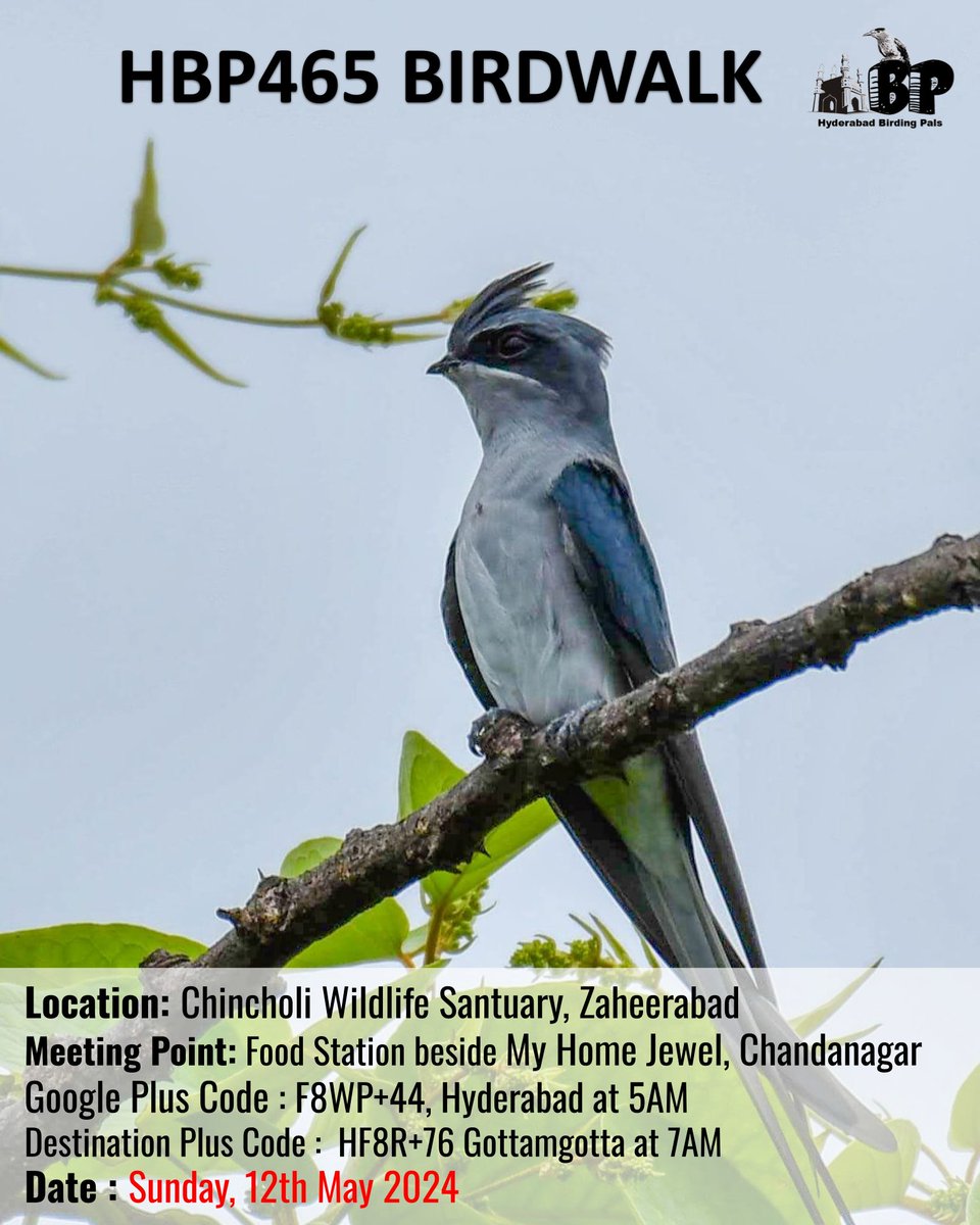 #HBP465 at #Chincholi WLS on 12May2024
#HBP465
#ChincholiWLS
#telanganabirdinghotspots
#HBPBirdwalk
#Sundaybirdwalks
#birding
#birdinghobby
#hyderabadbirdingpals
#birdwalks
#birdphotography
#birdphotographers
#birdwatchers
#birdwatchinghobby
#birdwatching