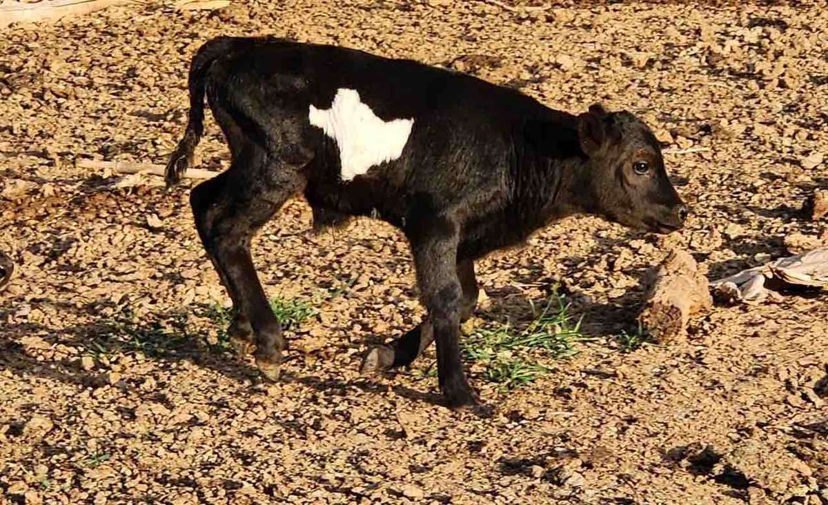 This little fella is a Wagyu FI calf that was recently born in Arizona. Fittingly, his name is “Tex” 🤠 #TexasAgricultureMatters