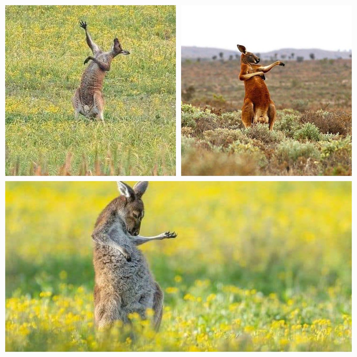 Enjoy this wholesome collage of a kangaroo playing air guitar. 

You're welcome 🫡