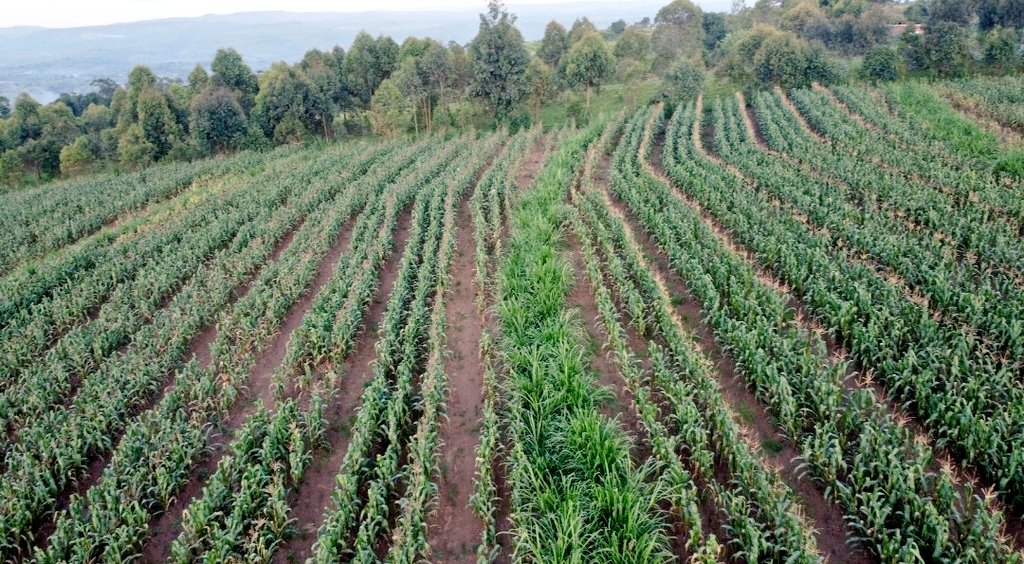 En vue de promouvoir la production locale de semences de maïs hybrides, ce 7/05/2024,le MINEAGRIE a effectué une visite conjointe avec @BurundiSetraco chargée de la production et multiplication des variétés de semences hybrides.