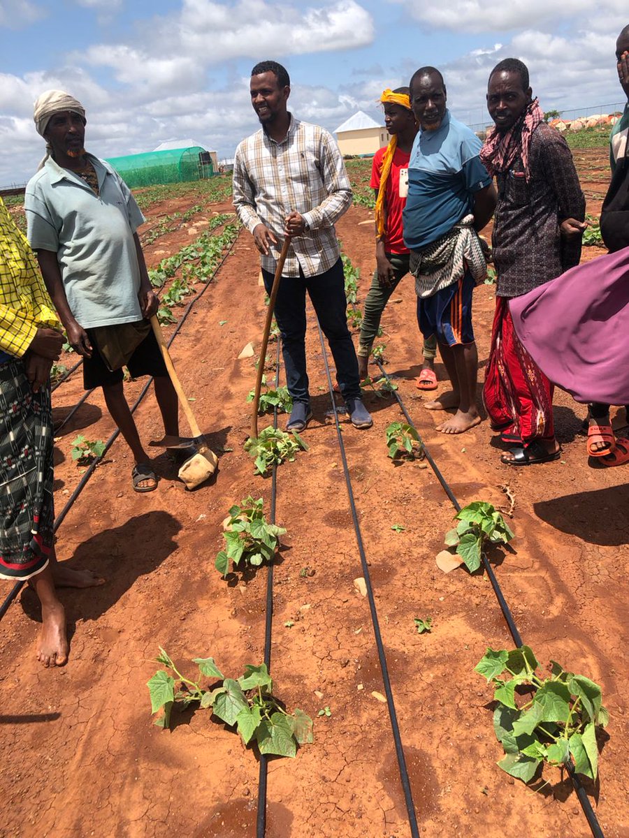 🇺🇳 @UNCDF, in collaboration with the Federal Government of Somalia, the Southwest Government, and Baidoa Municipality, and with funding from @SwissDevCoop, successfully implemented a smart irrigation project in the Barwaaqo IDP site in Baidoa. 🇸🇴 uncdf.link/baidao