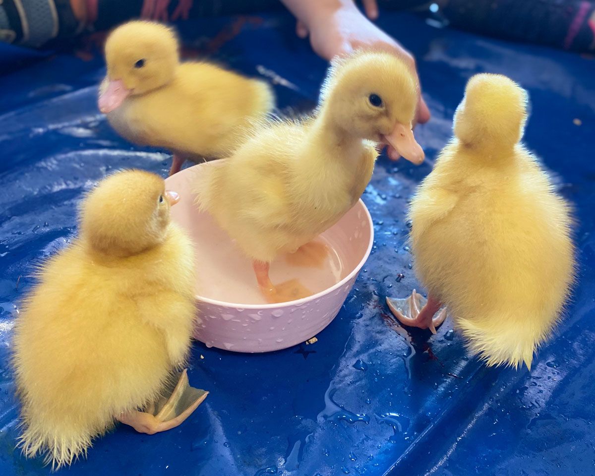 Ducklings Buttercup, Flappy, Liah and Soggy#5 - hatched out just in time for our Open Morning tomorrow! Pupils have been coming to see them, now that they are fluffy and running around. We're sure our visitors tomorrow will enjoy meeting them too!
#ducklings🐣  #learning #nature