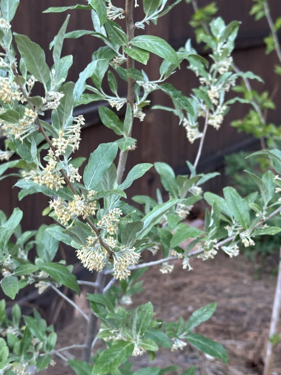 Fortapachefun's tweet image. Autumn olive blossoms