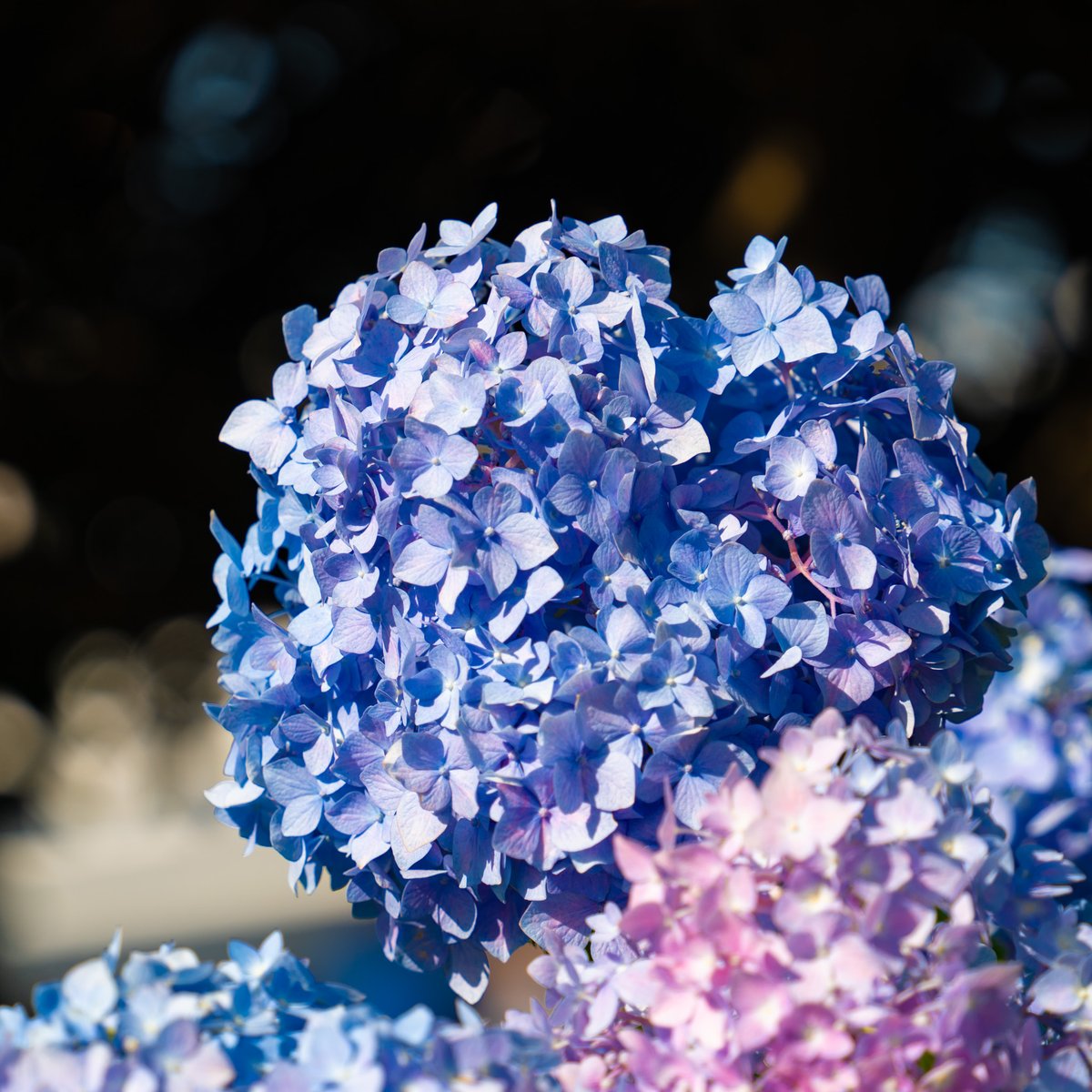 #Hydrangea #紫陽花 #あじさい