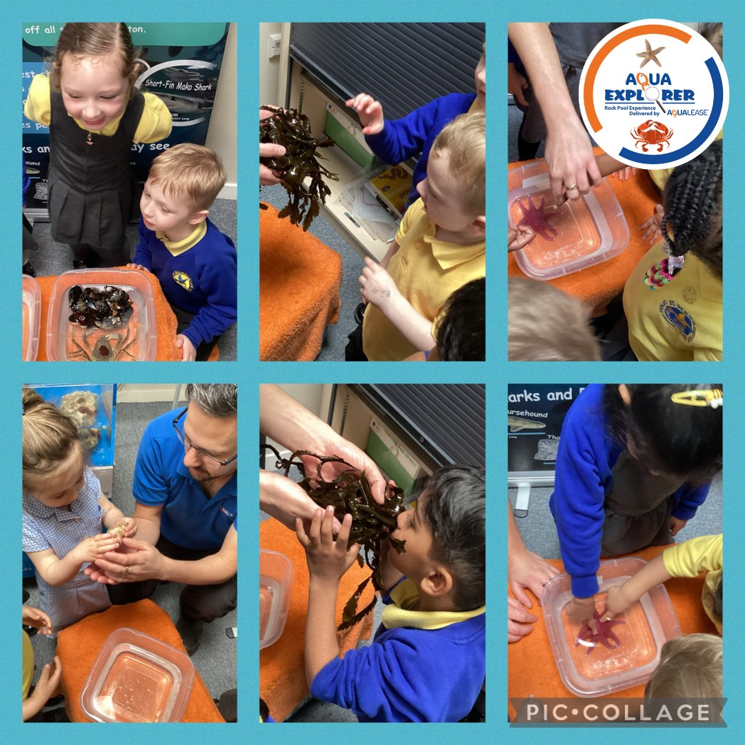 The best thing about our rock pool days is that they open up a whole new world to children!
They get to see them in real life and even hold them! 🦀

#AquaExplorer #RockPool #MarineBiology #ClassroomLearning #HandsOnEducation #ScienceLessons
