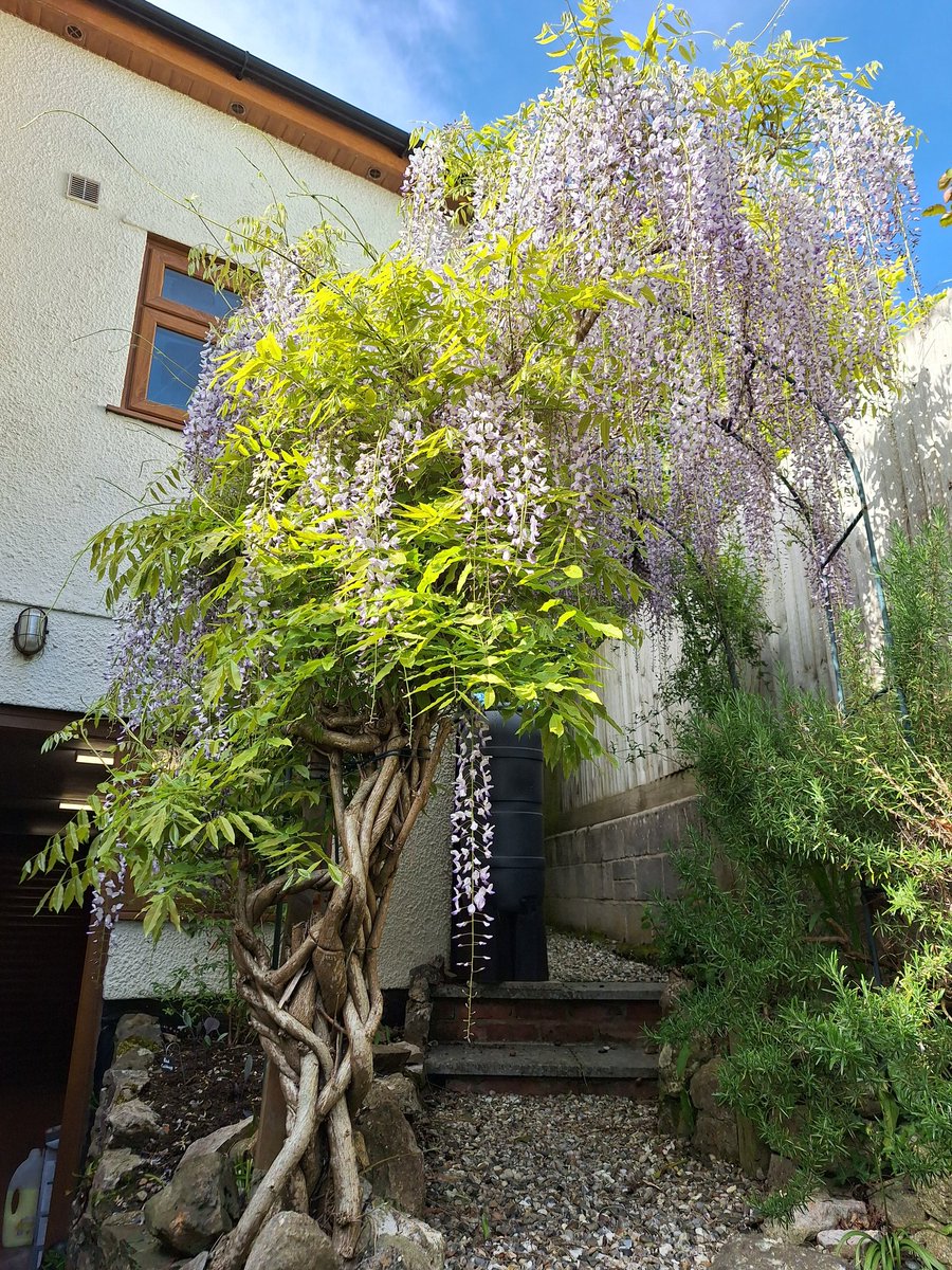 The #wisteria have finally flowered