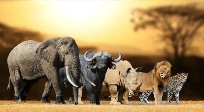 AgJaKok's tweet photo. @AranBade @mauricewijnen The big 5 https://t.co/065nfejw3B
