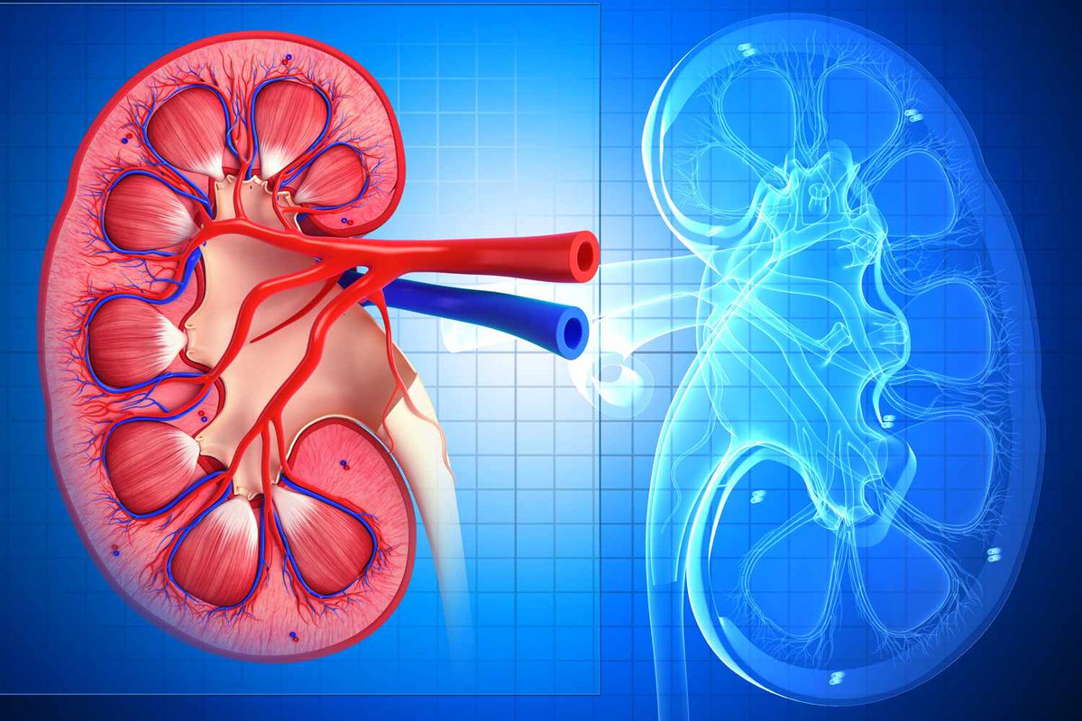 💊 Antibiotics are safe in patients with renal failure :

💡 Remember : DANCER
D - Doxycycline
A - Ampicillin
N - Nafcilin
C - Ceftriaxone
E - Erythromycin
R - Rifampin

#MedEd #MedX #MedTwitter #antibiotics #IDTwitter #IDpearls #mnemonics