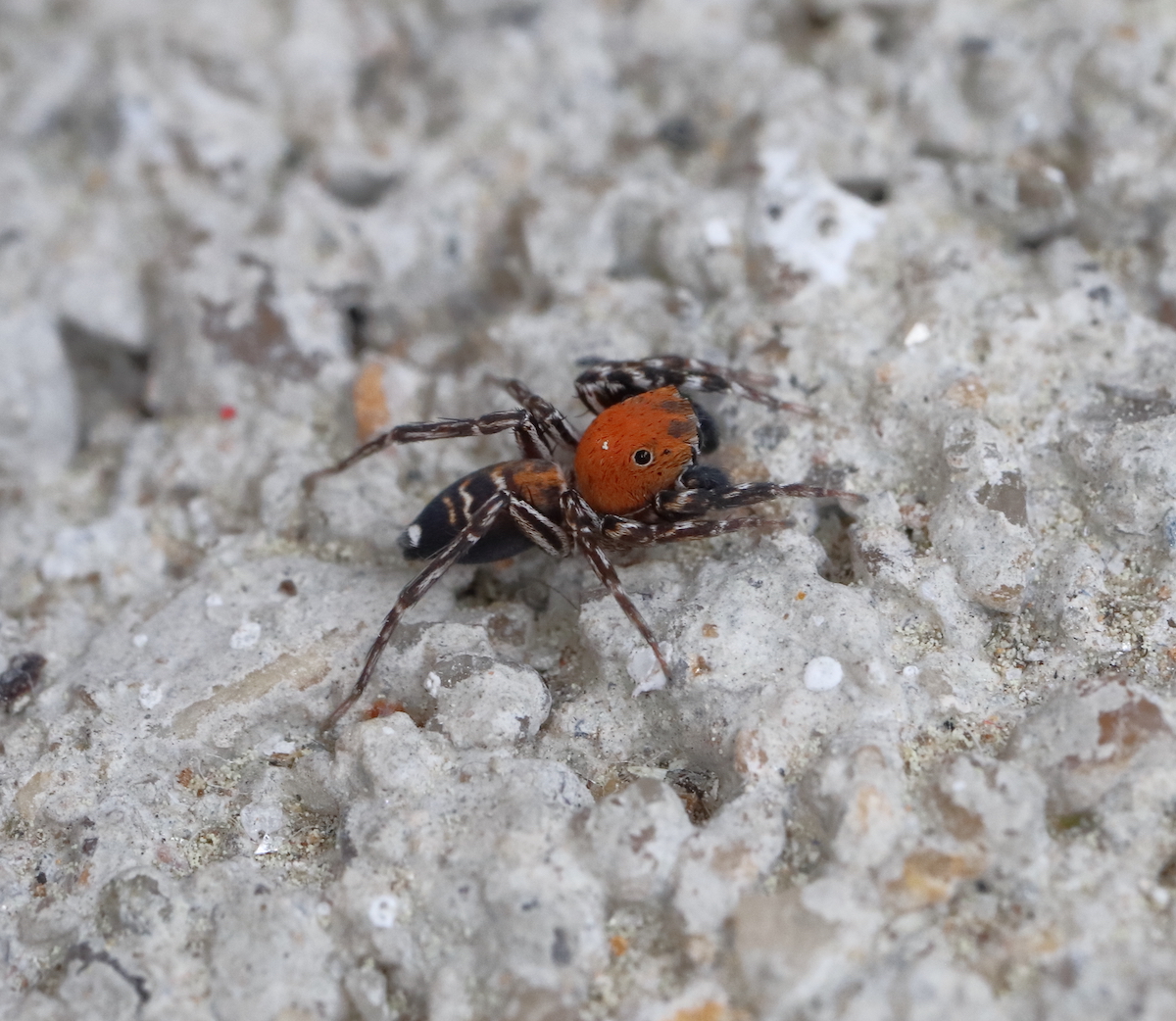 Macho de aranha-saltadora-argelina (Cyrba algerina) observado pelo leitor Ernesto Pavão em Cachão, Mirandela, a 3 de Maio. wilder.pt/especies/que-e…