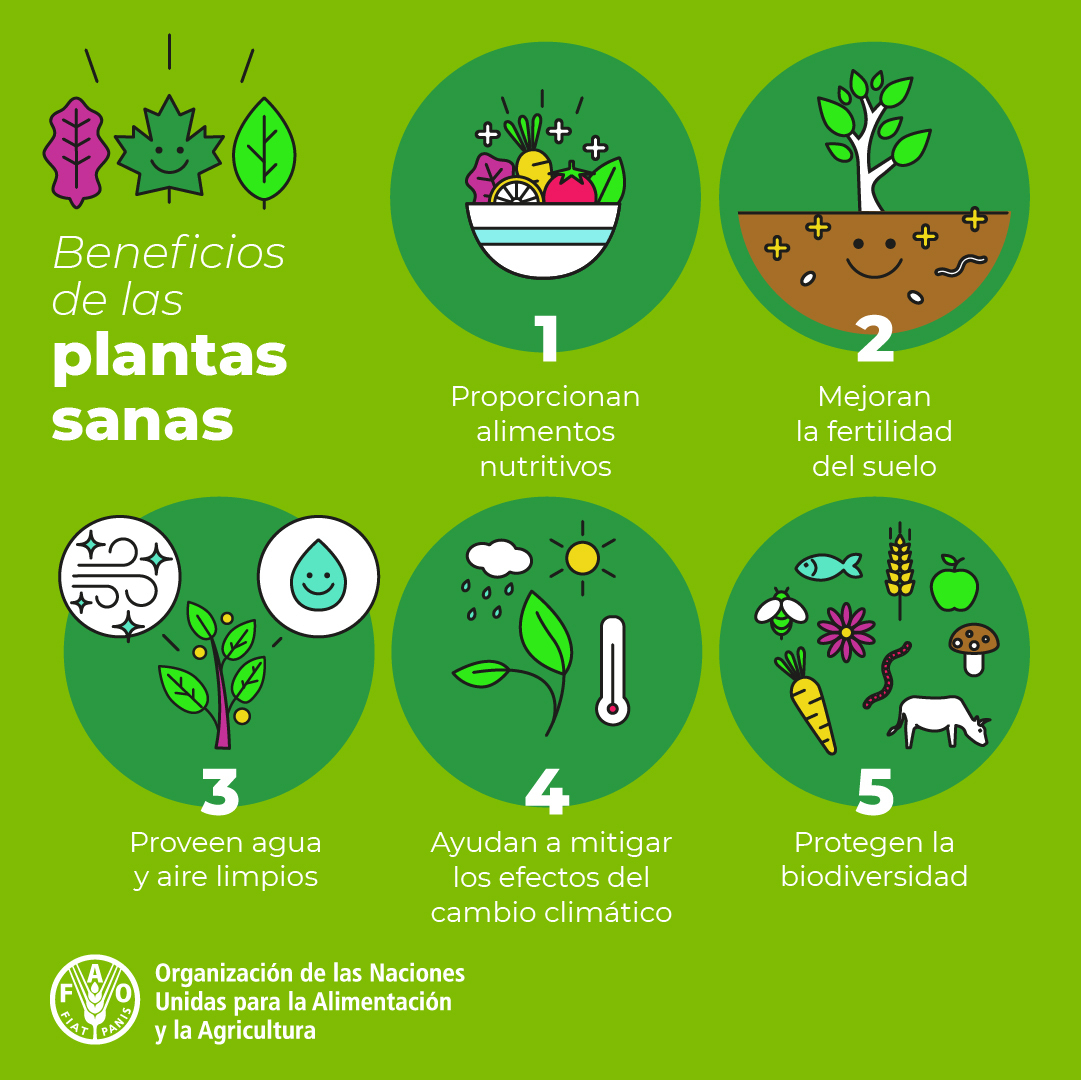 Las plantas 🌱son bonitas y vitales.

Proporcionan aire fresco, nos dan alimentos y medicinas.

Sin ellas, simplemente no existiríamos.

Muestra tu amor 💚 por las plantas, en este #DiaDeLaSanidadVegetal y siempre. fao.org/plant-health-d…