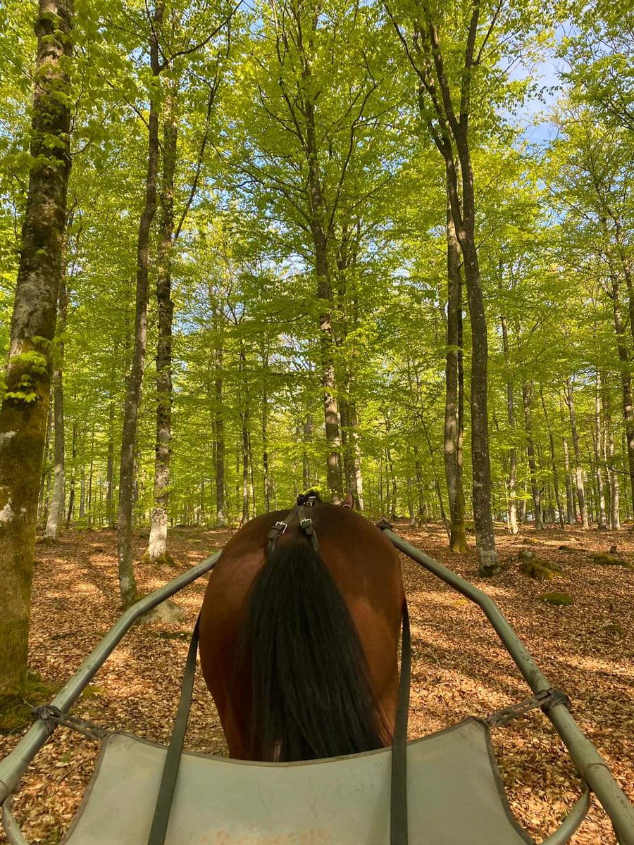 Att vara hästskötare är ljuvligt 🥰❤️😍
#stallfredrikpersson #heidelbergmaterials #trav #häst #trav #travhäst #hästskötare #bästajobbet #bästapersonalen #bästateamet