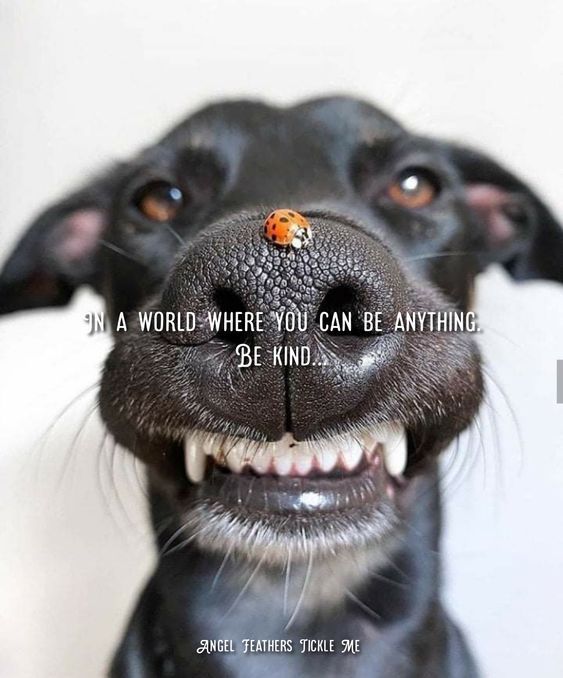 In  a #world where you can be anything, be #kind.

#Dogs #Dog #BeKind #BestFriend #LoveDogs #GoodDog #DogsAreLove