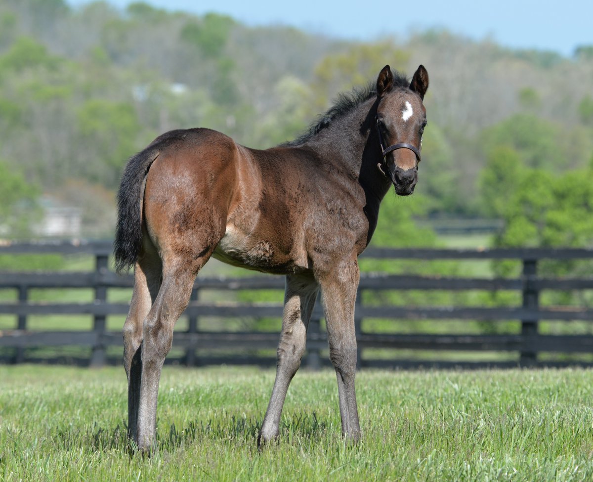 StonestreetFarm's tweet image. Happy #FoalFriday! This colt by NOT THIS TIME is out of winning #homebred FLASH MAGIC 📸, a half-sister to champion GOOD MAGIC 🪄 #bredandraised #storkstreet @TaylorMadeSales @HillnDaleFarm