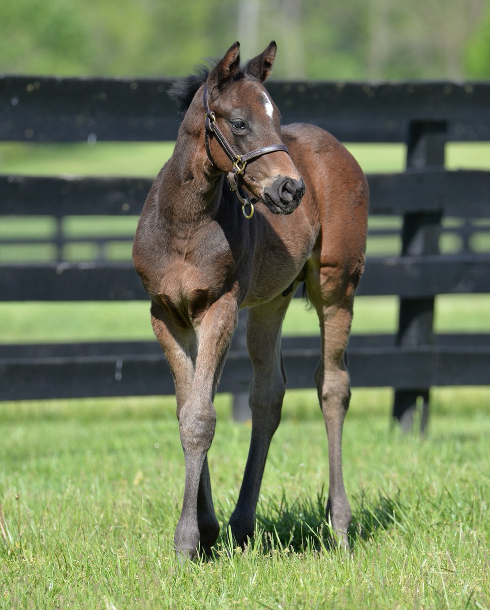 StonestreetFarm's tweet image. Happy #FoalFriday! This colt by NOT THIS TIME is out of winning #homebred FLASH MAGIC 📸, a half-sister to champion GOOD MAGIC 🪄 #bredandraised #storkstreet @TaylorMadeSales @HillnDaleFarm