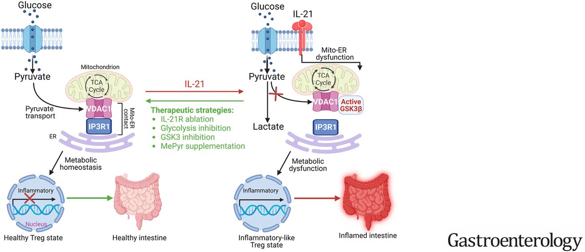 Study finds interleukin 21 drives a hypermetabolic state and CD4+ t-cell–associated pathogenicity in chronic #intestinalinflammation. Click the link to learn more 🔗 ow.ly/Ee3h50Rzxt3