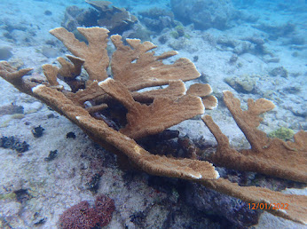 Research by Sara Swaminathan, an EES Ph.D. student, published in @ScienceAdvances sheds light on the impacts of stony coral tissue loss disease in the Caribbean. Learn how this is reshaping coral reefs and threatening marine biodiversity @UFcoastal 🔗: science.org/doi/10.1126/sc….