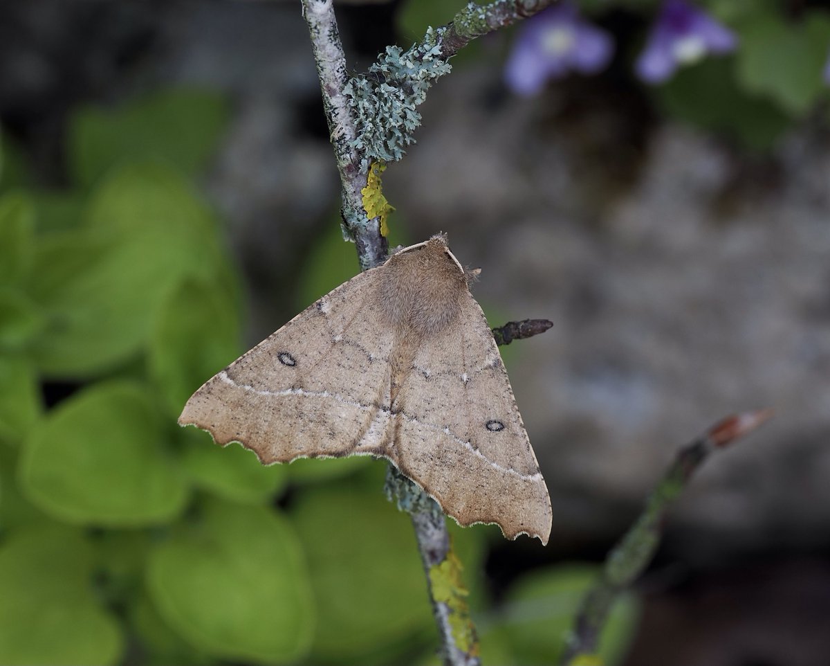 An underrated but very smart moth - Scalloped Hazel Odontoptera bidentata in Dorset last night.