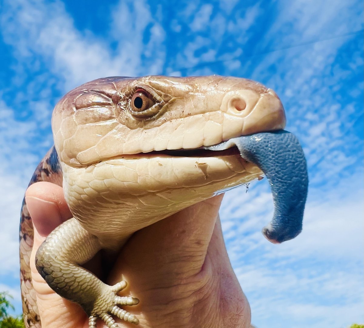 𝗦𝗨𝗡'𝗦 𝗢𝗨𝗧, 𝗕𝗟𝗨𝗘 𝗧𝗢𝗡𝗚𝗨𝗘𝗦 𝗢𝗨𝗧!
I hope you are all enjoying the recent good weather and today's  amazing blue skies!  This is Bluey our blue-tongued skink!  This lizard uses its tongue to scare off predators if attacked.