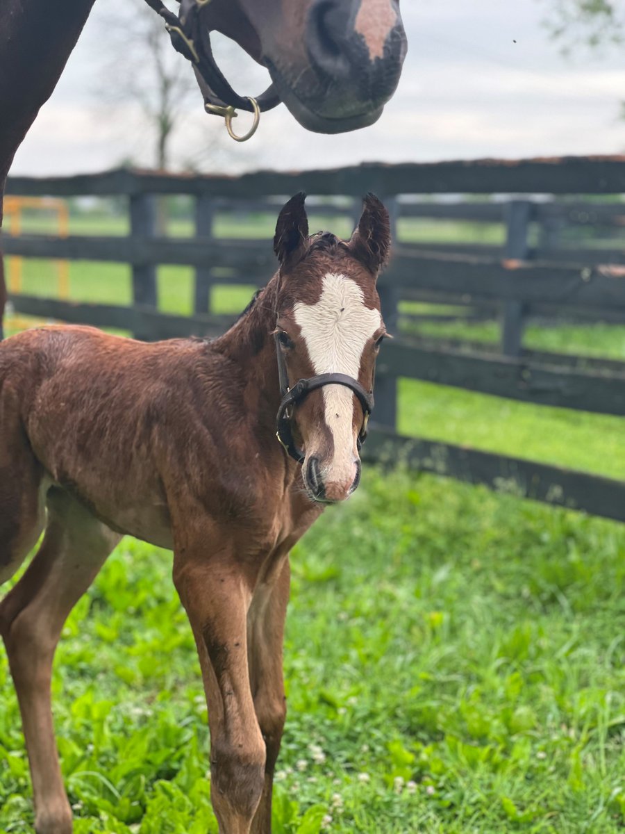 💛#FoalFriday
@ClaiborneFarm & Adele Dilschneider's MGSW homebred Lull (War Front) recently foaled a colt by @Gainesway's Tapit.

The colt's granddam Quiet Now is a half to #BreedersCup Classic winner Saint Liam, G1W Funtastic, and G2W Quiet Giant (dam of Gun Runner).
.