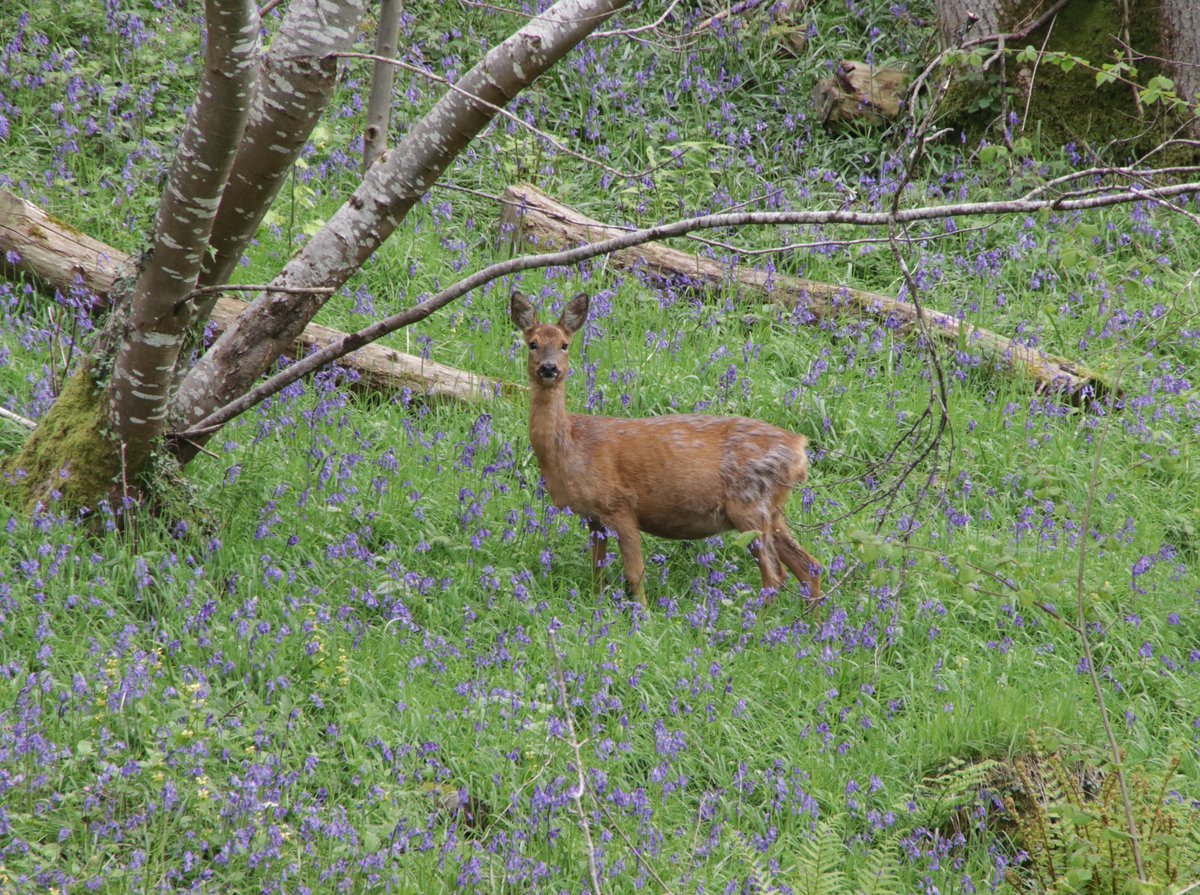 Happy #SomersetDay from Fyne Court 🎉

We love this image captured last week of a roe deer in Five Pond Wood – a perfect place for a stroll amongst the bluebells this weekend 🥾

Thank you to David K for sharing this beautiful photo with us.