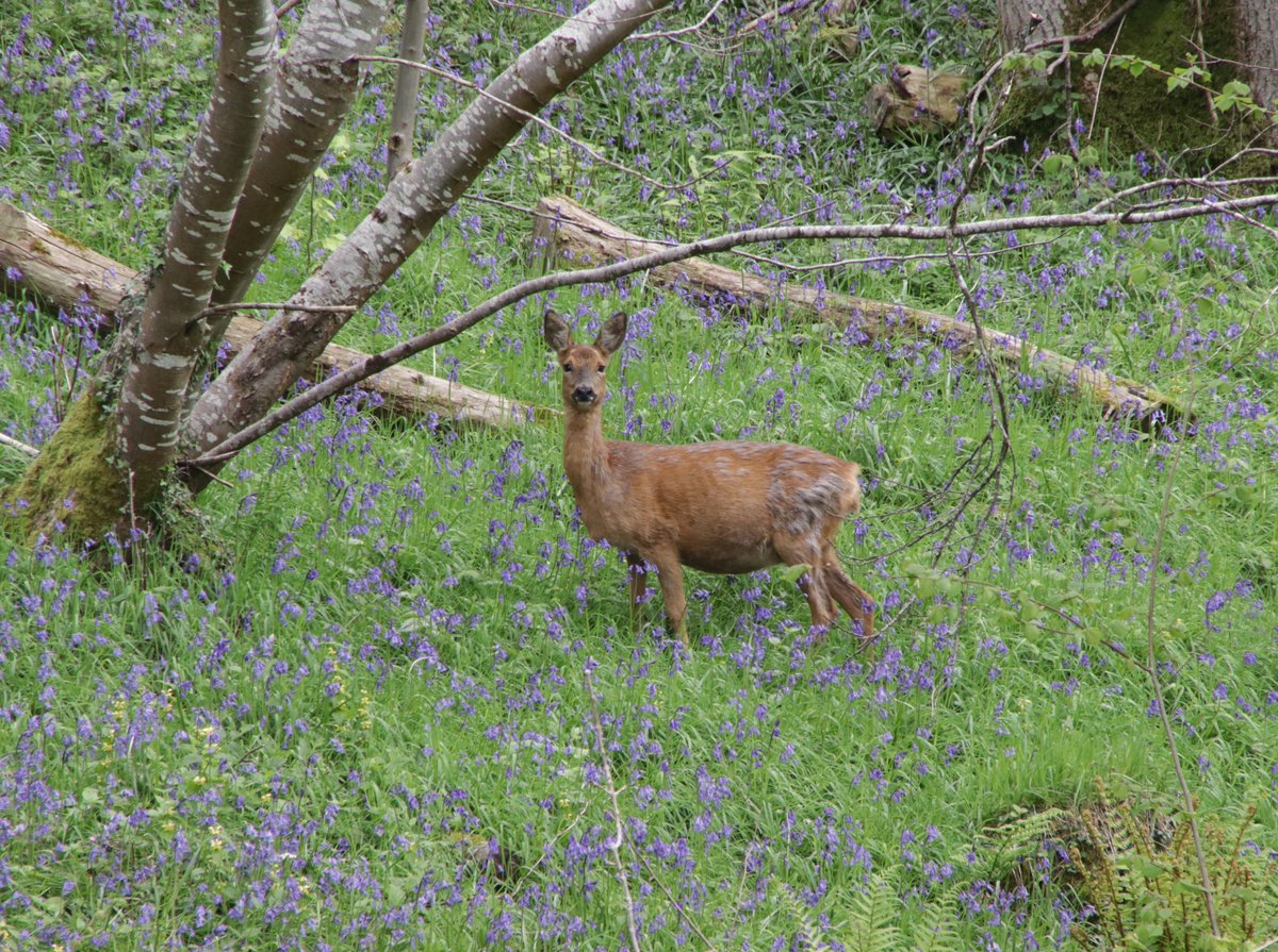 Happy #SomersetDay from Fyne Court 🎉 We love this image captured last week of a roe deer in Five Pond Wood – a perfect place for a stroll amongst the bluebells this weekend 🥾 Thank you to David K for sharing this beautiful photo with us.