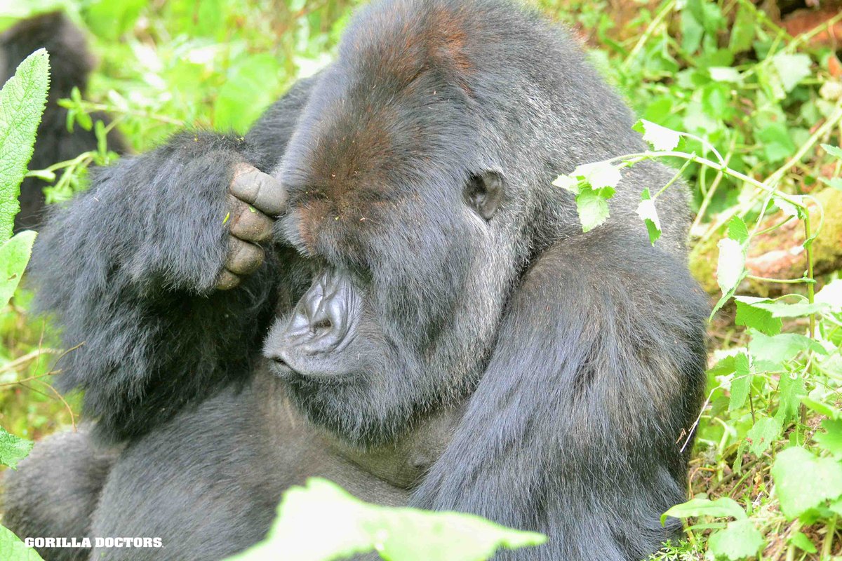 Hmmm...what to do this weekend...thinking is hard on Friday! 🙃🦍 Wishing everyone a nice weekend! #gorilladoctors #savingaspecies #keepinggorillashealthy #weekend #deepthoughts