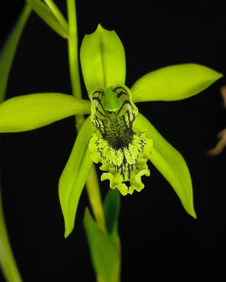 Coelogyne pandurata 

#orchids #plants