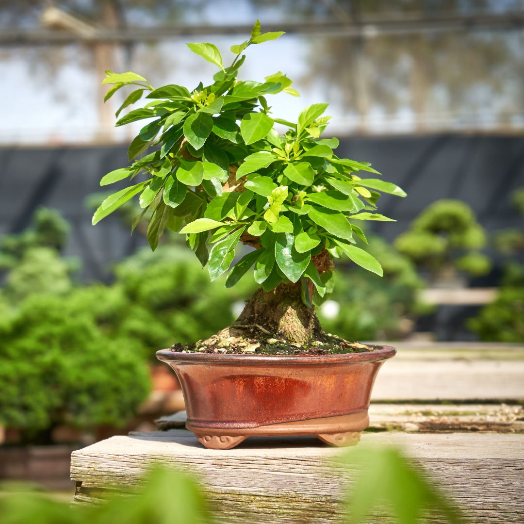 ¡Ven a descubrir nuestras instalaciones! Con una exposición permanente de 200.000 bonsáis, abierta al público todo el año, donde se cultivan y climatizan más de 190 especies. ¡Te esperamos!  #MistralBonsai #árbolesconalma