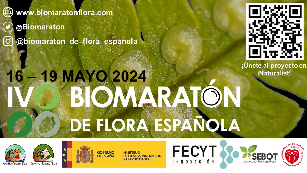 El IV Biomaratón de Flora Española, que se celebra del 16 al 19 de mayo, es una buena ocasión para descubrir la flora silvestre de tu región a través de excursiones, paseos botánicos, talleres, jornadas, charlas… ¡Busca las actividades de tu comunidad! biomaratonflora.com