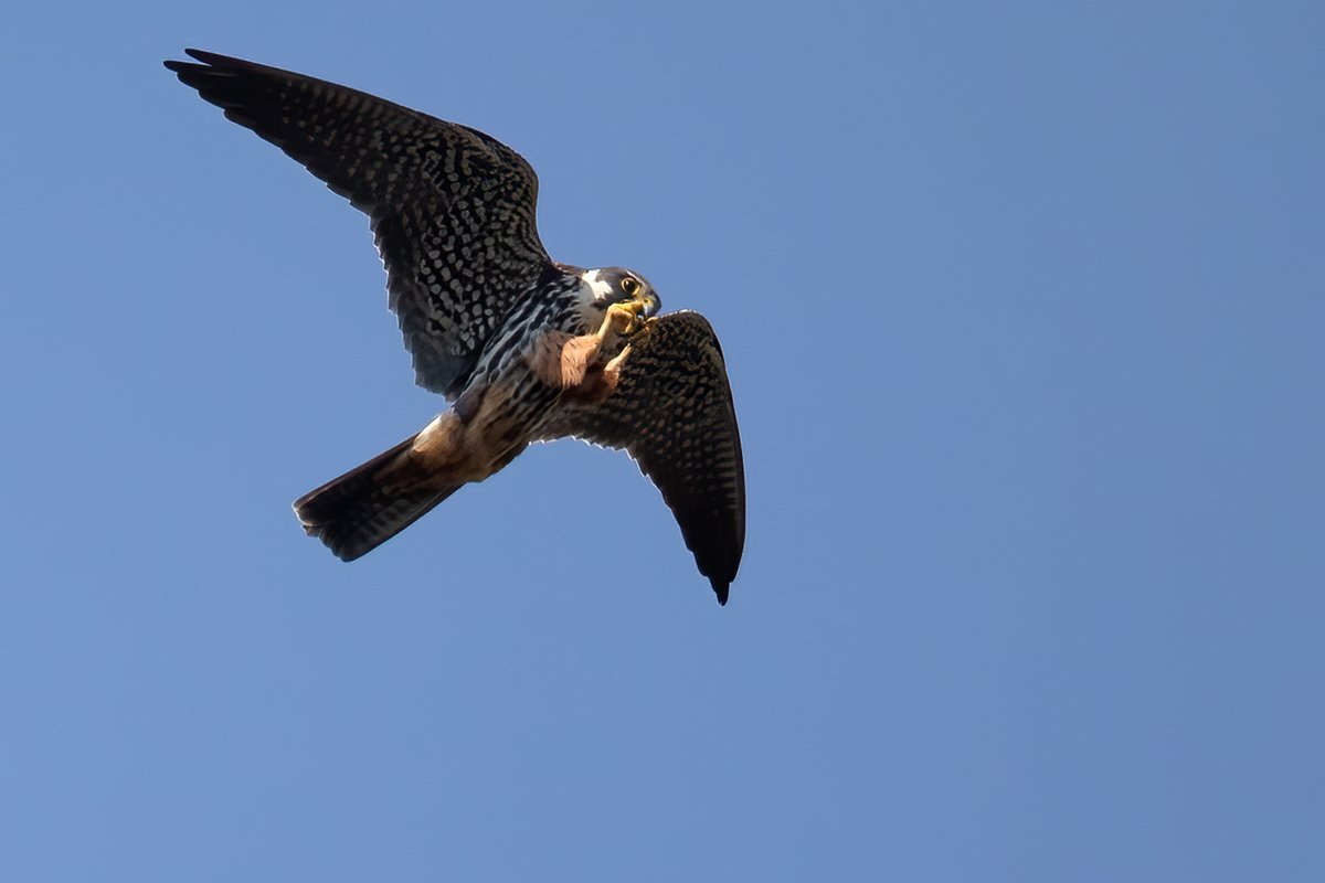 Gotcha; Hobby falcon with one of many snacks on the Somerset Levels @AvalonMarshes @SomersetWT