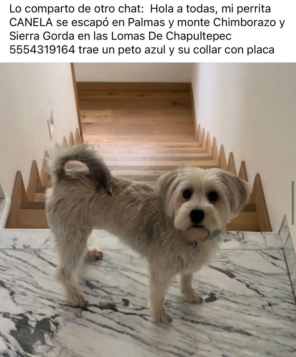 #Extraviada Canela, perra talla chica, color crema/gris, porta pechera azul y collar con placa. Se extravió el 10/mayo/25 en Palmas y Monte Chimborazo, Lomas de Chapultepec, Miguel Hidalgo, CDMX.