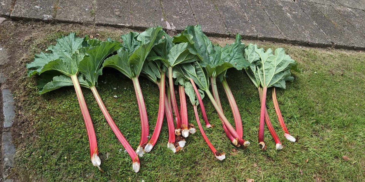 Well done to Mr Renwick and the Allotmenteers! Home grown rhubarb for our crumble this weekend 😍 #TogetherWeAreQVS ❤️💛💚💯