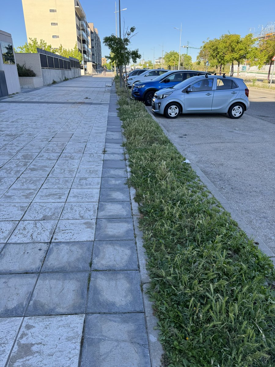 @AytoMostoles @mbautista_pp @gabymonteserin Habéis pasado por una de las mejores calles de Móstoles??? Sus grandes árboles proporcionan sombra abundante y sus alcorques vacíos hacen que no sean necesarias más papeleras. Os ahorro la visita con la foto. (Avda. de la Estrella Polar) #PAU4