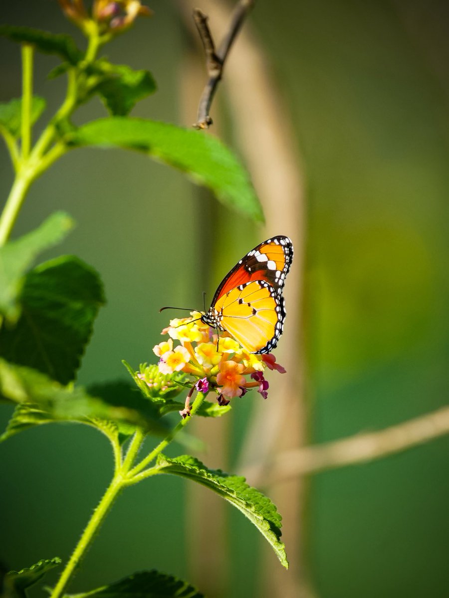 A 𝙥𝙡𝙖𝙞𝙣 𝙩𝙞𝙜𝙚𝙧 butterfly adds a splash of colour to the lush green backdrop. 

#natgeoindia #IndiAves #ThePhotoHour #BBCWildlifePOTD