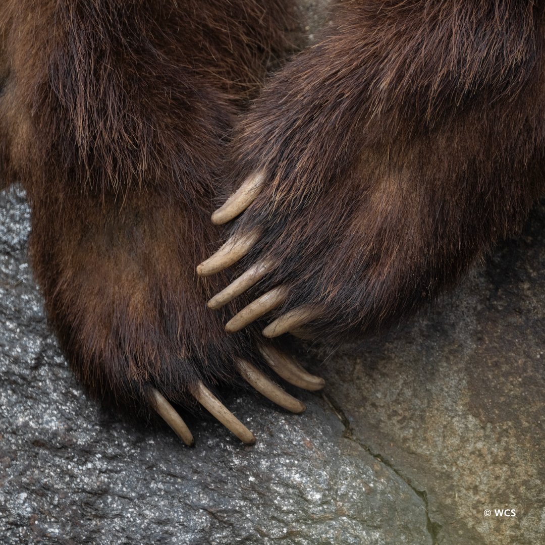 Brown bears use their claws to catch and skin fish and dig for food. They also use them to dig a place to store food, to excavate a winter den or a comfy place to nap. Occasionally, they use their fearsome-looking claws when fighting other bears or to protect themselves.