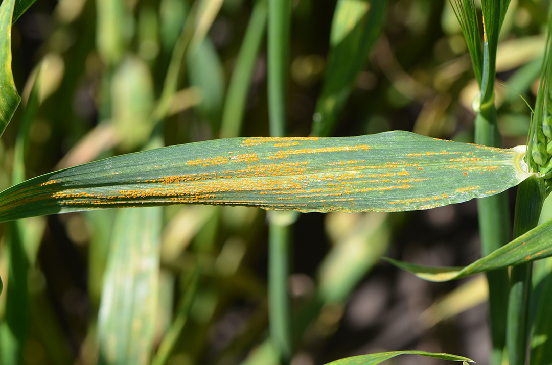 Diseases observed in #Nebraska wheat fields so far this growing season have been minimal, but producers should be on the lookout for #striperust. » ow.ly/AETp50RC8LY #NebExt #ag #cropproduction #cropdisease #fusarium @UNLPlantClinic