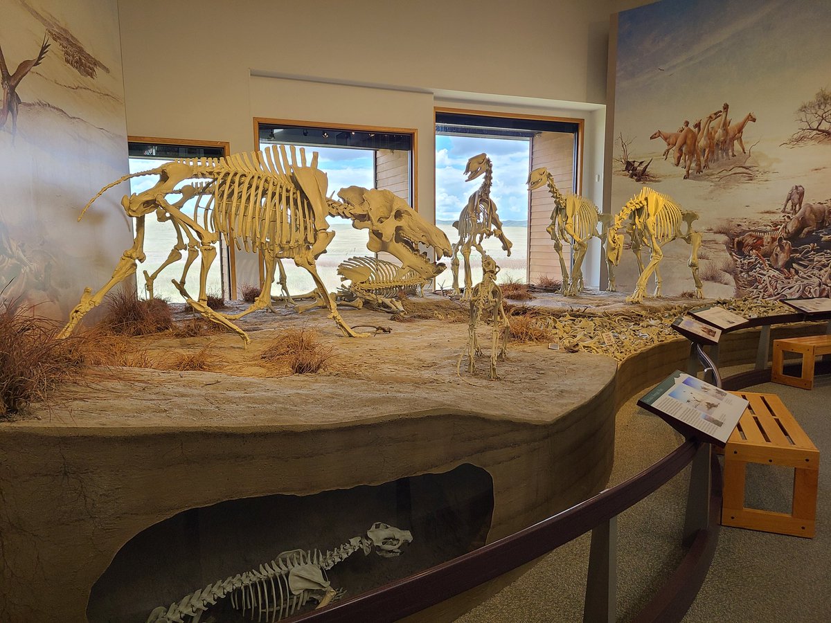 Today we went out to Agate Springs Fossil Beds National Monument! Went to go see the descendants of the animals at White River. #forgottenbloodlines