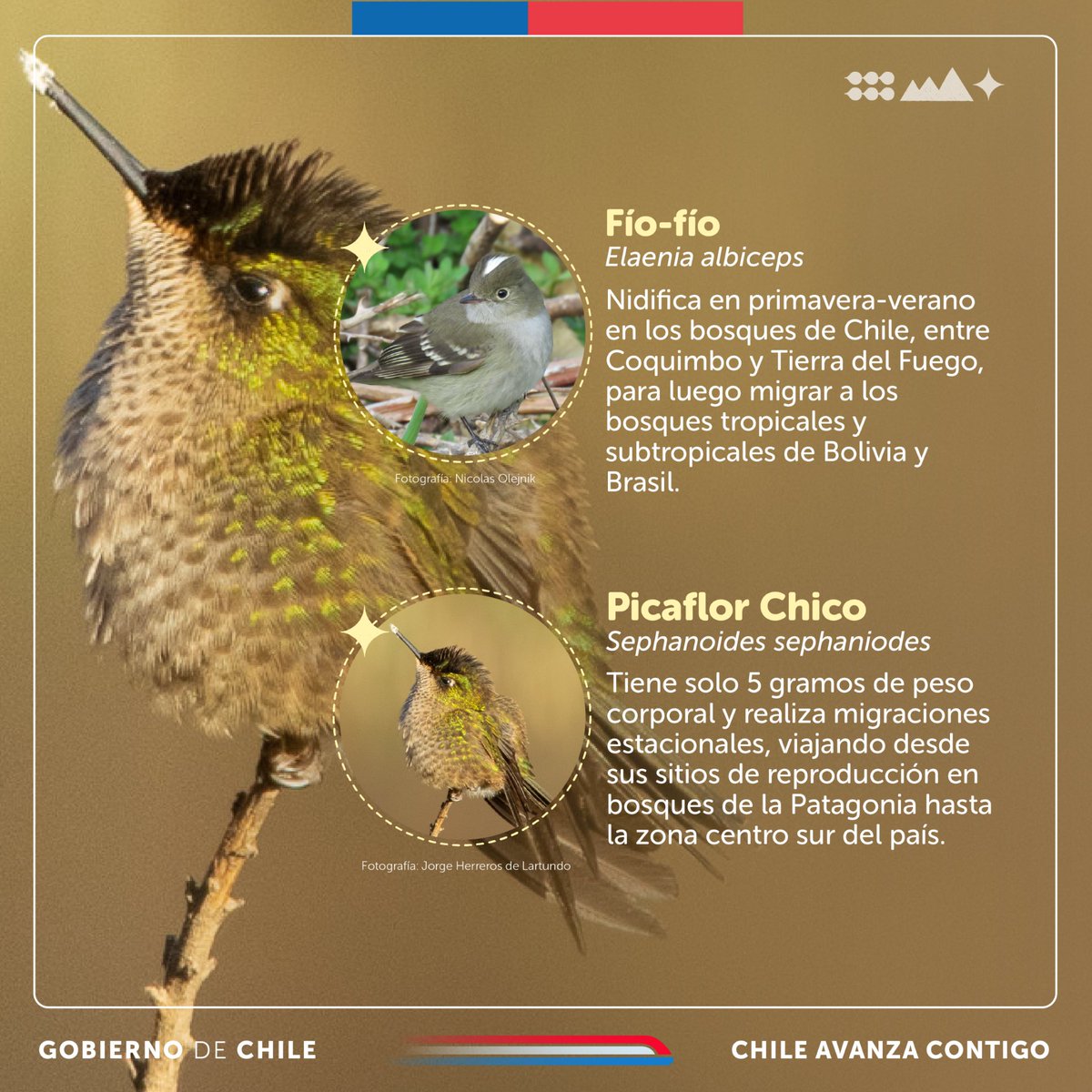 ¡¿Sabías que el Picaflor chico pesa solo 5 gramos?! 😲🪺 En el Día Internacional de las Aves Migratorias, te invitamos a conocer 6 de las especies que transitan año a año por nuestro país.☝🏽🇨🇱