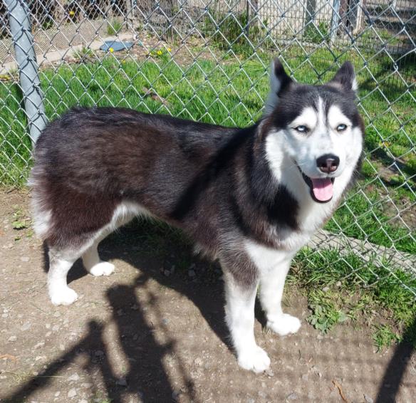 #FINCH AVE W #TORRESDALE Pls RT2unite #FOUND #DOG- 08-May-24 #Toronto Animal Services A0976241 #EAST 416-338-7539 BLACK #SIBERIAN HUSKY F/?Age