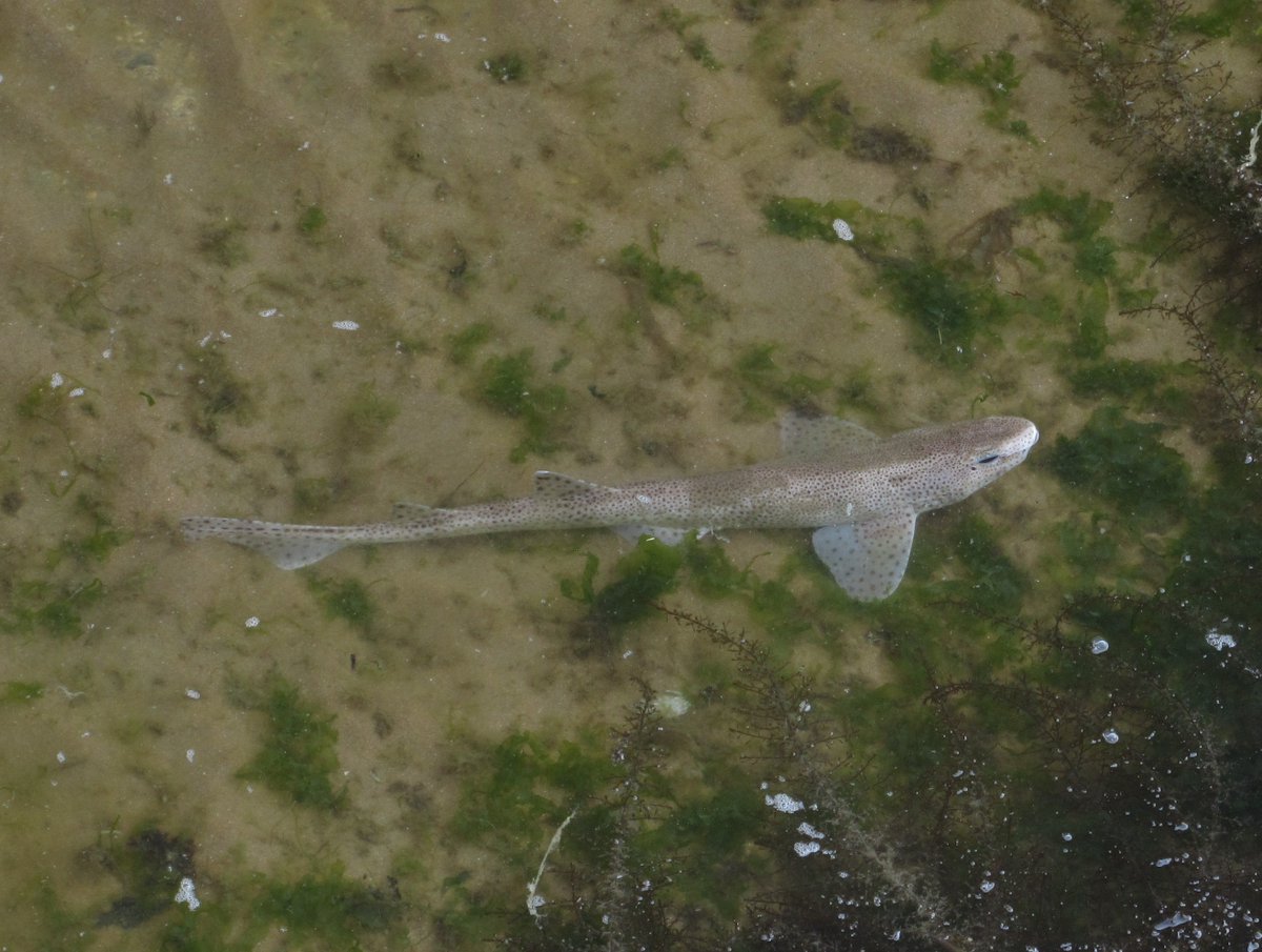 Small-spotted catshark / Lesser-spotted dogfish - amazing seeing this shark in the tidal swimming pool nr Ramsgate today - just hope it found its way out on the high tide. @SharkTrustUK @KentWildlife #shoresearch