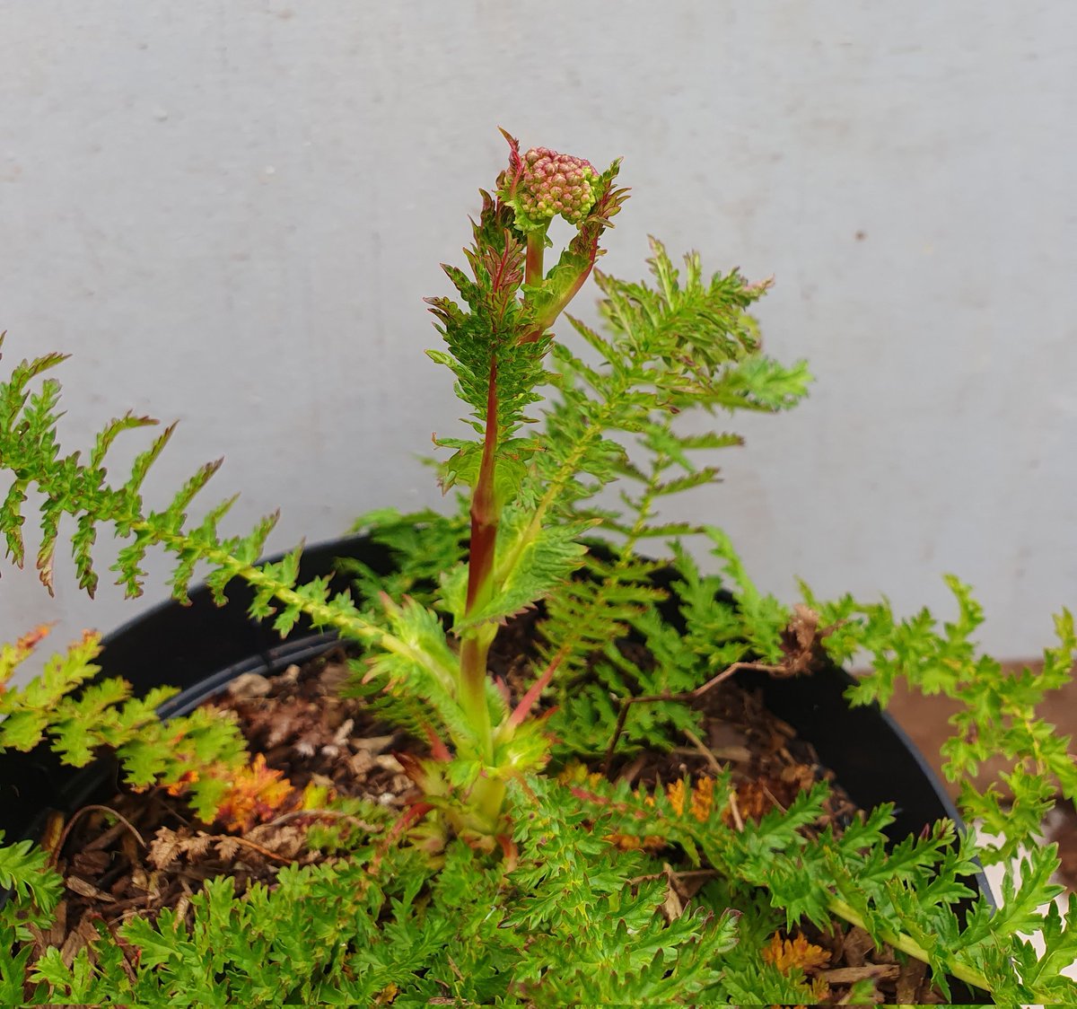 carlinethis's tweet photo. We are going for wet &amp; dry @NosterfieldLNR habitat creation nursery. We've plenty of  Great Water Dock (Rumex hydrolapathum) for the fen. Dropwort (Filipendula vulgaris) from seed collected from Thornborough middle Henge is coming into flower &amp; will be returned to the Henge. https://t.co/58TYQRnaVH